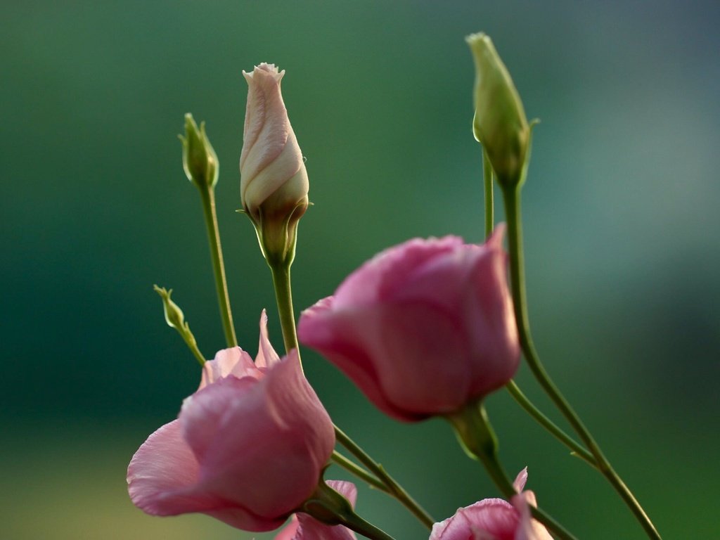 Обои цветы, бутоны, макро, фон, стебли, эустома, flowers, buds, macro, background, stems, eustoma разрешение 2048x1365 Загрузить