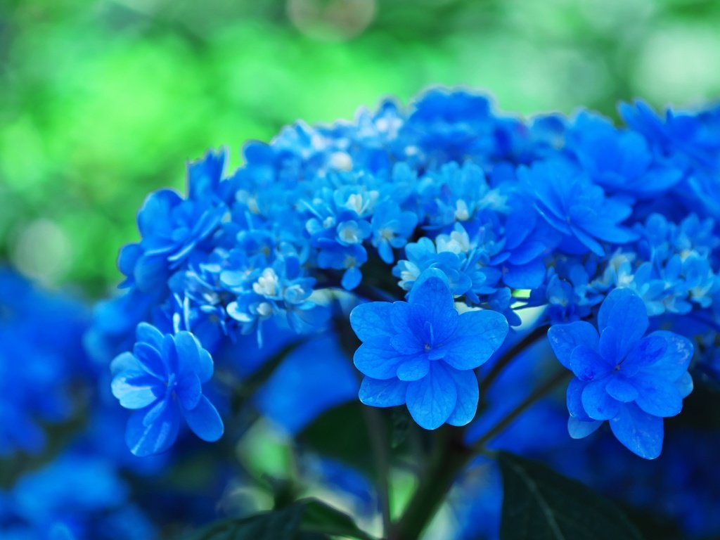 Обои цветы, фон, голубые, соцветия, боке, гортензия, flowers, background, blue, inflorescence, bokeh, hydrangea разрешение 4470x2514 Загрузить