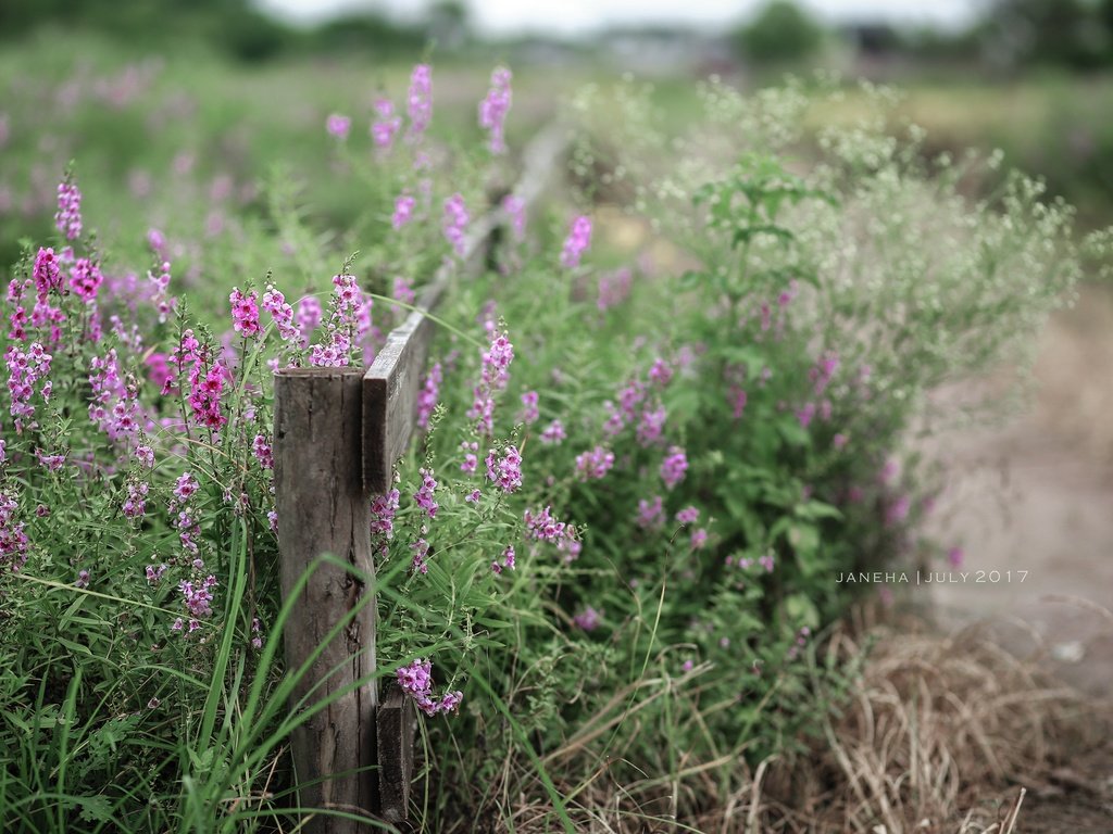 Обои цветы, лето, забор, полевые цветы, jane ha, flowers, summer, the fence, wildflowers разрешение 2835x1890 Загрузить