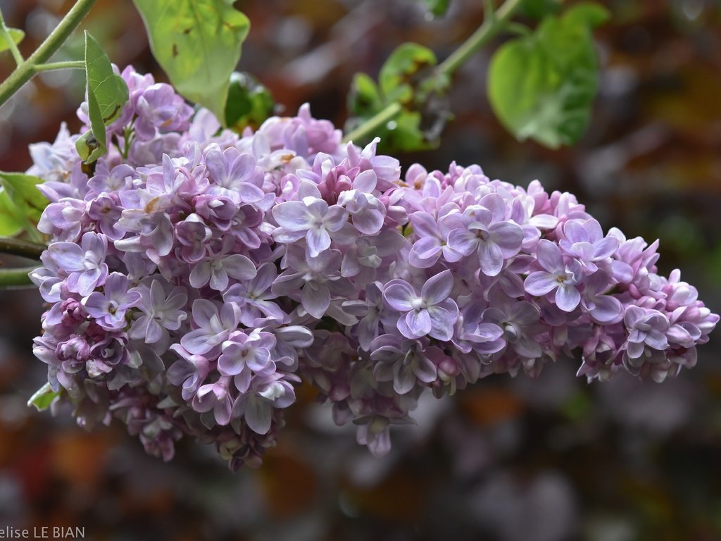 Обои цветы, цветение, размытость, весна, сирень, flowers, flowering, blur, spring, lilac разрешение 6000x4000 Загрузить