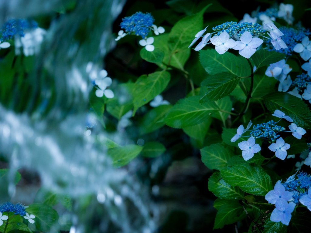 Обои цветы, вода, листья, водопад, гортензия, flowers, water, leaves, waterfall, hydrangea разрешение 6000x3375 Загрузить
