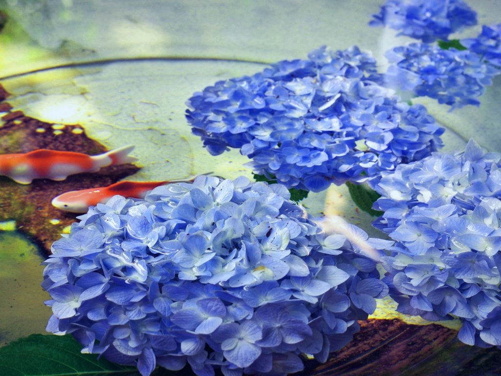 Обои цветы, вода, рыбки, рыбы, водоем, пруд, гортензия, flowers, water, fish, pond, hydrangea разрешение 5196x2923 Загрузить