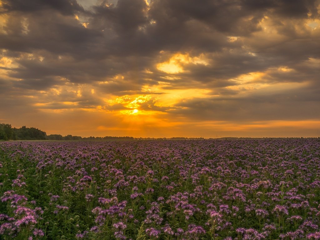 Обои небо, цветы, облака, закат, поле, полевые цветы, the sky, flowers, clouds, sunset, field, wildflowers разрешение 2126x1365 Загрузить