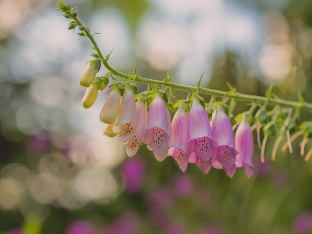 Обои цветы, макро, боке, дигиталис, наперстянка, paula w, flowers, macro, bokeh, digitalis разрешение 2400x1606 Загрузить