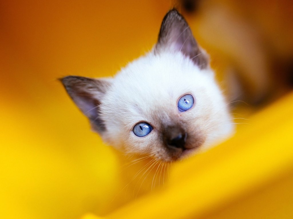 Обои фон, рэгдолл, кошка, взгляд, котенок, мордашка, голубые глаза, сиамский, голубоглазый, background, ragdoll, cat, look, kitty, face, blue eyes, siamese, blue-eyed разрешение 2048x1152 Загрузить