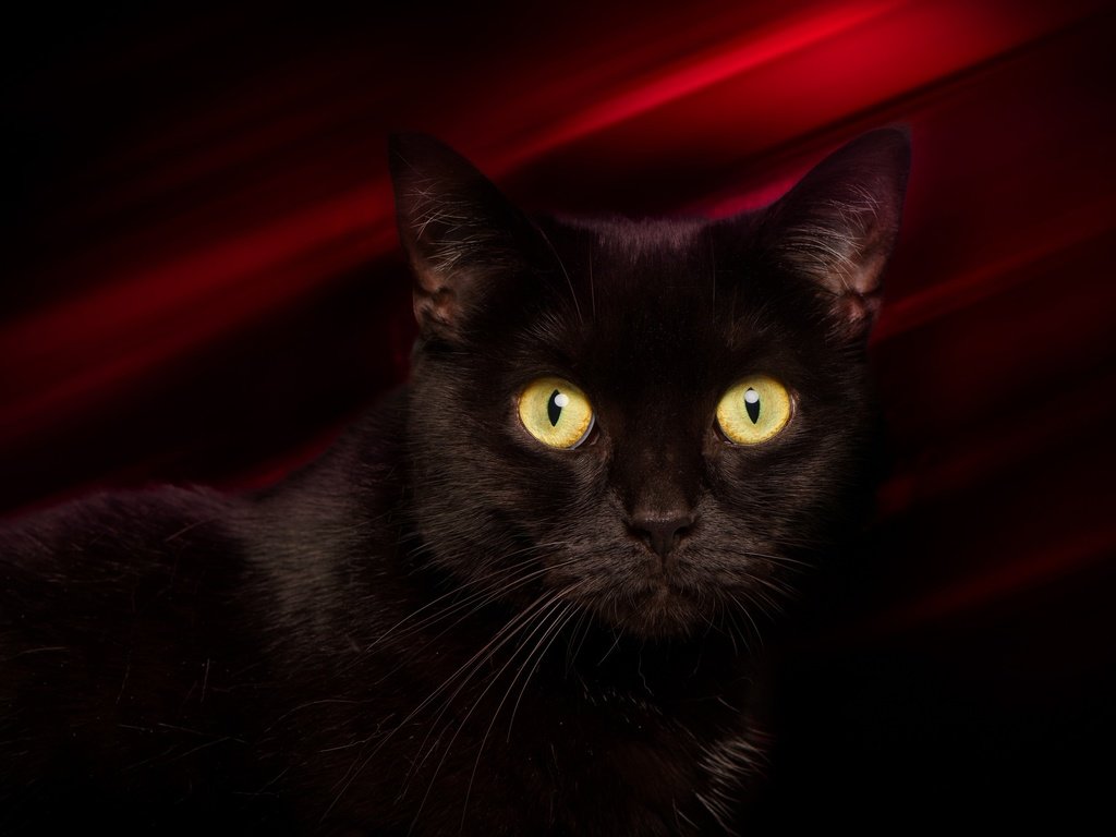 Обои глаза, фон, кот, мордочка, усы, кошка, взгляд, черный, eyes, background, cat, muzzle, mustache, look, black разрешение 2048x1367 Загрузить