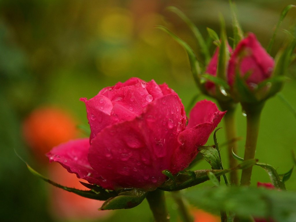 Обои цветы, капли, розы, размытость, бутон, красная роза, flowers, drops, roses, blur, bud, red rose разрешение 3000x1892 Загрузить