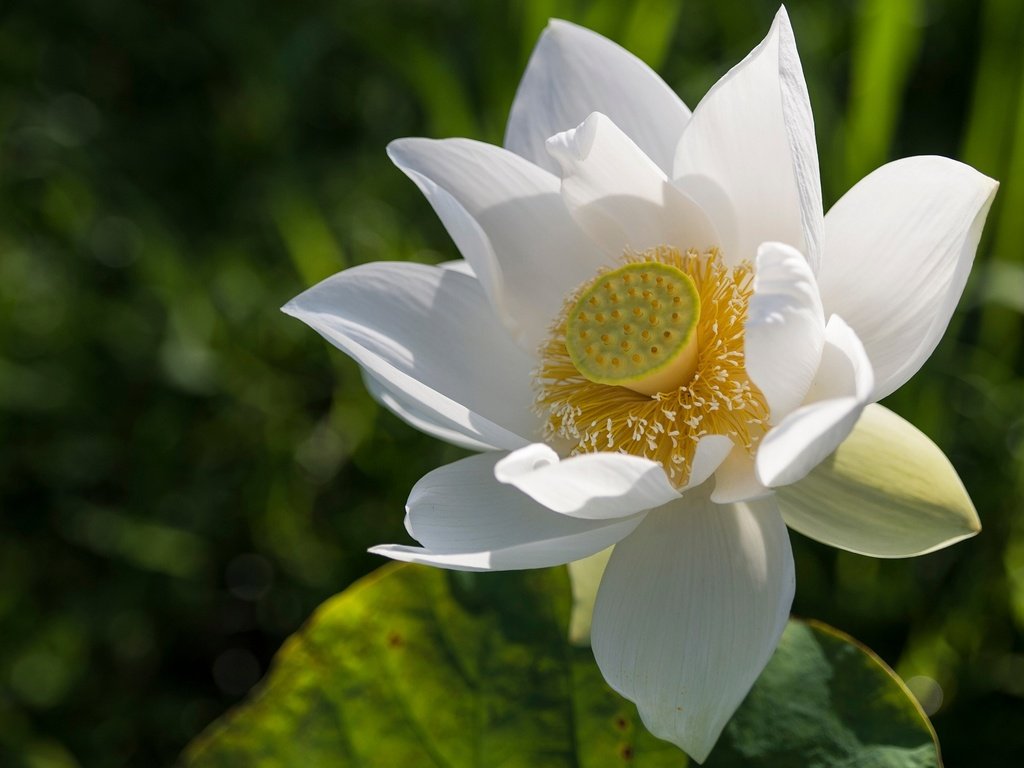 Обои листья, макро, фон, цветок, лепестки, белый, лотос, leaves, macro, background, flower, petals, white, lotus разрешение 2048x1152 Загрузить