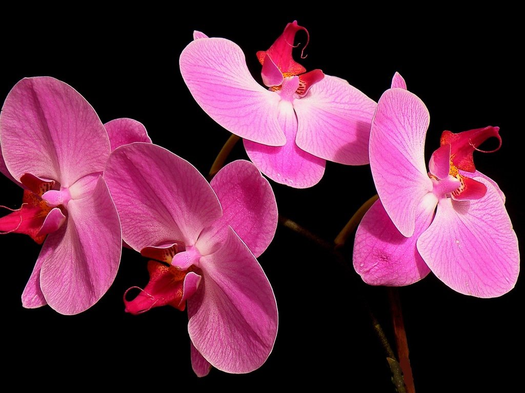 Обои макро, фон, лепестки, черный фон, розовые, орхидея, фаленопсис, macro, background, petals, black background, pink, orchid, phalaenopsis разрешение 2880x1811 Загрузить