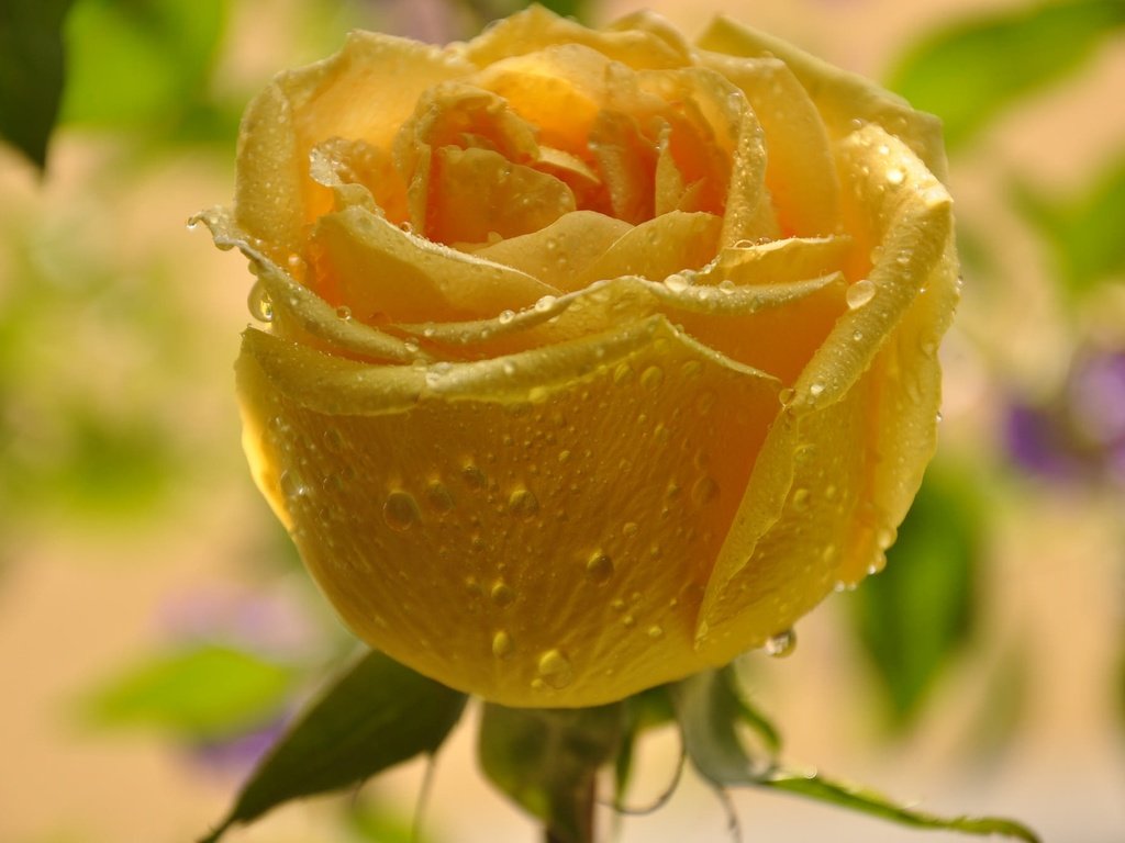 Обои желтый, макро, цветок, капли, роза, бутон, yellow, macro, flower, drops, rose, bud разрешение 2048x1360 Загрузить