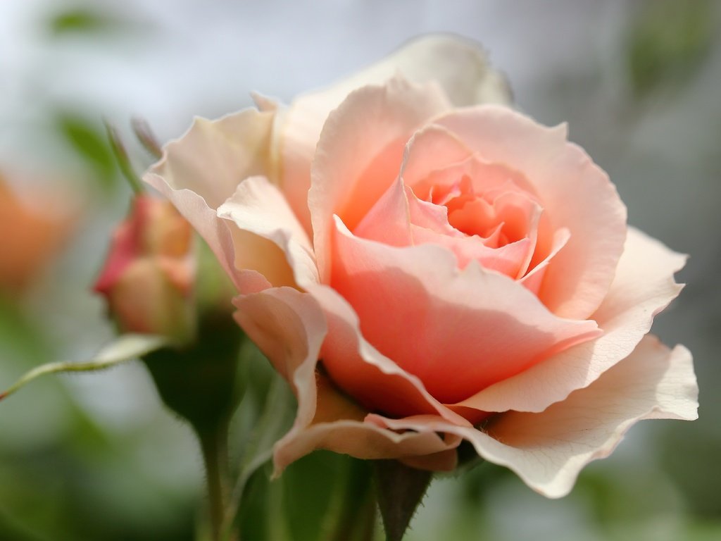 Обои цветы, макро, роза, лепестки, бутон, боке, flowers, macro, rose, petals, bud, bokeh разрешение 5427x3618 Загрузить