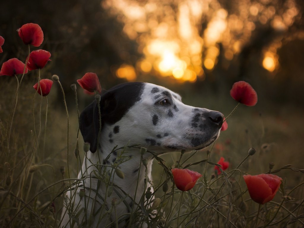 Обои морда, цветы, собака, маки, профиль, далматин, face, flowers, dog, maki, profile, dalmatian разрешение 6000x4000 Загрузить