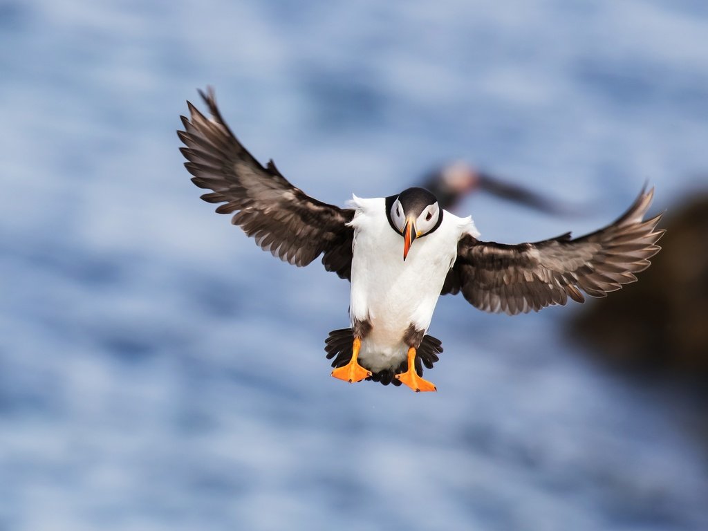 Обои море, полет, крылья, птица, клюв, перья, тупик, sea, flight, wings, bird, beak, feathers, stalled разрешение 4268x2401 Загрузить