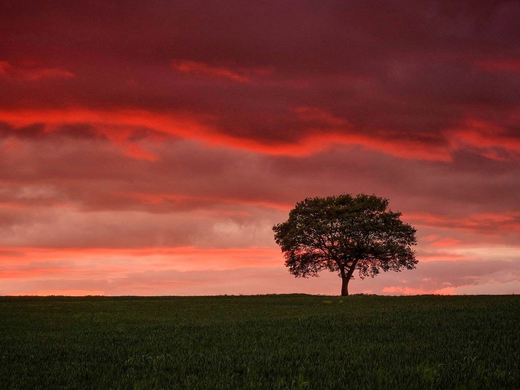 Обои небо, облака, дерево, закат, поле, горизонт, зарево, the sky, clouds, tree, sunset, field, horizon, glow разрешение 2048x1222 Загрузить