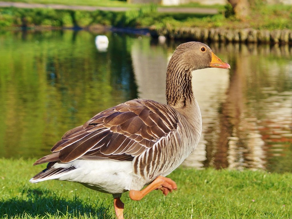 Обои озеро, птица, прогулка, гусь, lake, bird, walk, goose разрешение 3637x2422 Загрузить