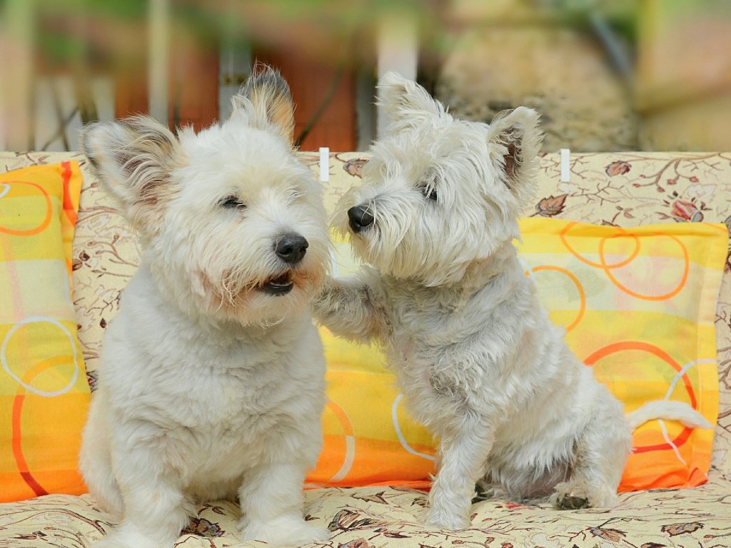 Обои подушки, диван, друзья, собаки, вест-хайленд-уайт-терьер, pillow, sofa, friends, dogs, the west highland white terrier разрешение 3008x1822 Загрузить