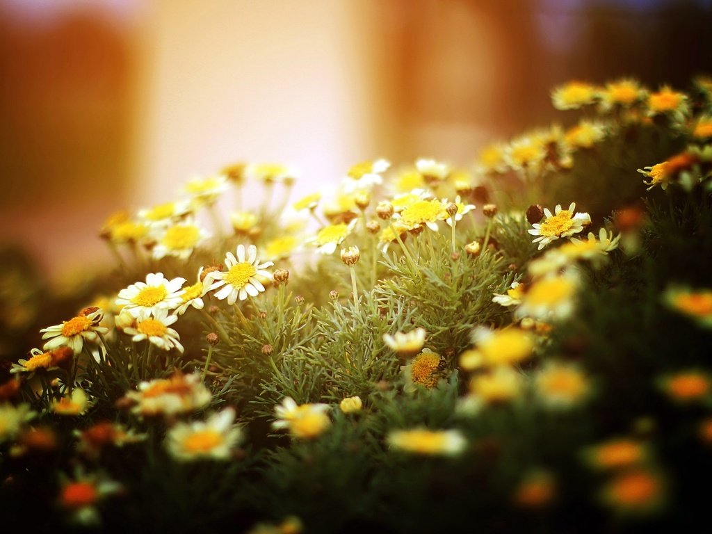 Обои свет, цветы, природа, макро, ромашки, белые, light, flowers, nature, macro, chamomile, white разрешение 2560x1600 Загрузить