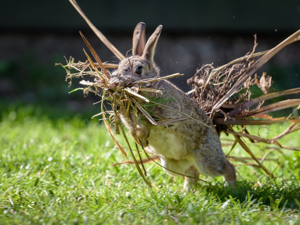 Обои трава, ситуация, кролик, заяц, сухая трава, grass, the situation, rabbit, hare, dry grass разрешение 2048x1367 Загрузить