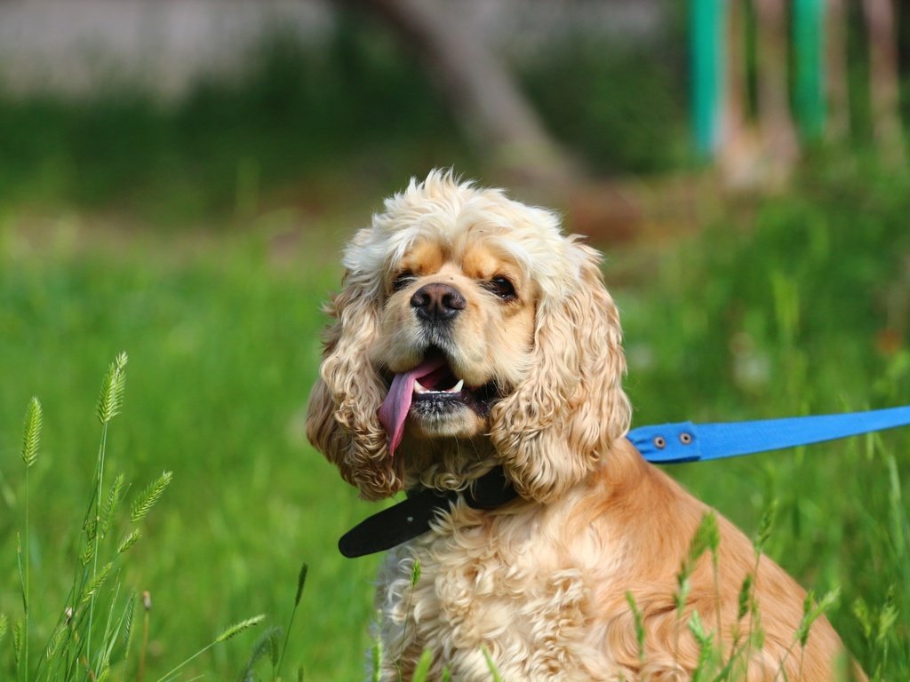 Обои трава, собака, друг, язык, поводок, спаниель, кокер-спаниель, grass, dog, each, language, leash, spaniel, cocker spaniel разрешение 1920x1280 Загрузить