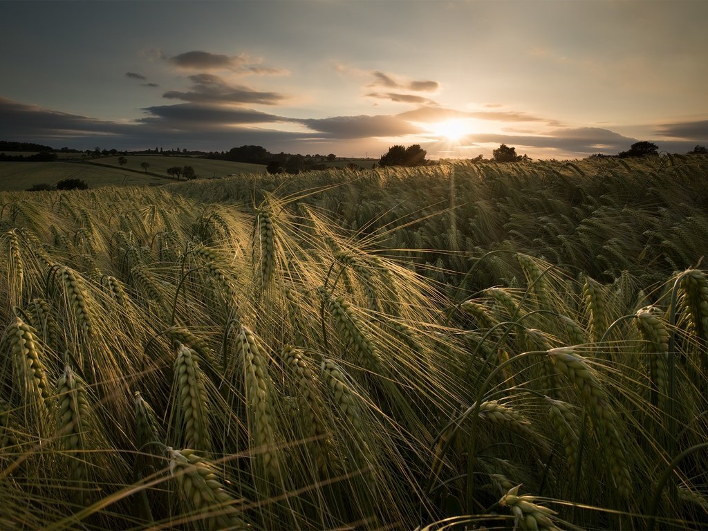 Обои закат, лето, колосья, пшеница, sunset, summer, ears, wheat разрешение 2048x1367 Загрузить