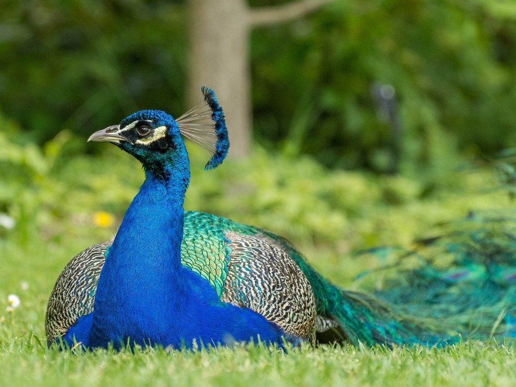 Обои трава, природа, птица, клюв, павлин, перья, окрас, хвост, grass, nature, bird, beak, peacock, feathers, color, tail разрешение 2048x1220 Загрузить