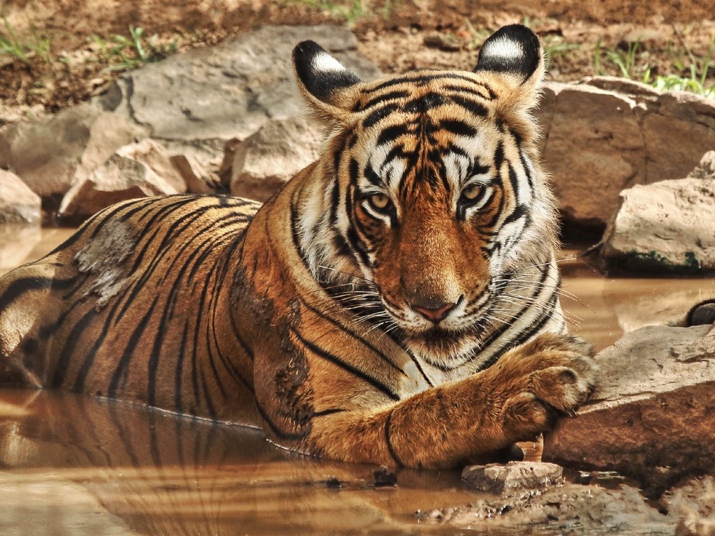 Обои тигр, природа, камни, водоем, дикие кошки, зоопарк, большие кошки, tiger, nature, stones, pond, wild cats, zoo, big cats разрешение 3602x2026 Загрузить