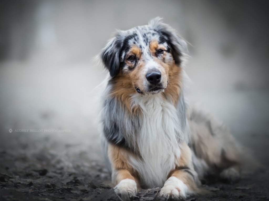 Обои глаза, взгляд, собака, австралийская овчарка, аусси, eyes, look, dog, australian shepherd, aussie разрешение 2560x1600 Загрузить