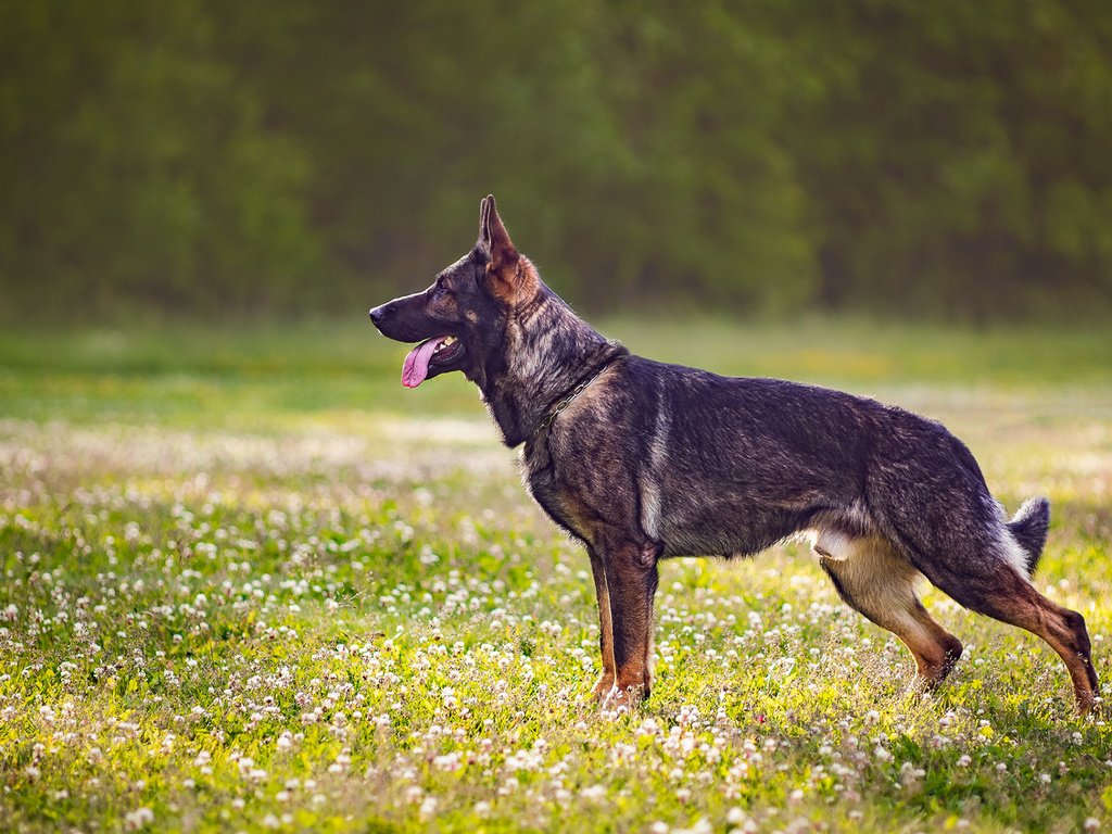 Обои собака, профиль, язык, полевые цветы, немецкая овчарка, dog, profile, language, wildflowers, german shepherd разрешение 1920x1200 Загрузить