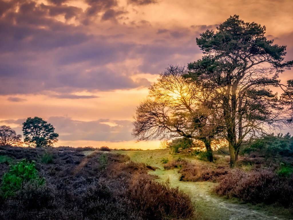 Обои небо, облака, деревья, закат, поле, тропинка, нидерланды, the sky, clouds, trees, sunset, field, path, netherlands разрешение 2560x1628 Загрузить