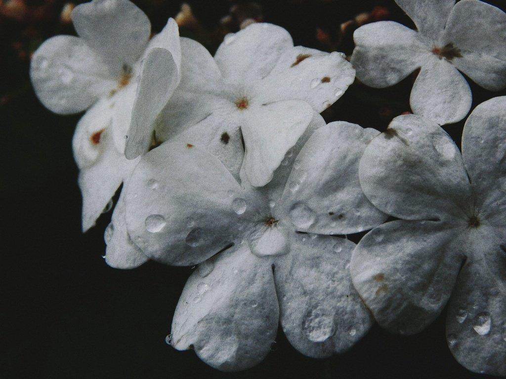 Обои цветы, макро, капли, лепестки, черный фон, сирень, flowers, macro, drops, petals, black background, lilac разрешение 4608x3456 Загрузить