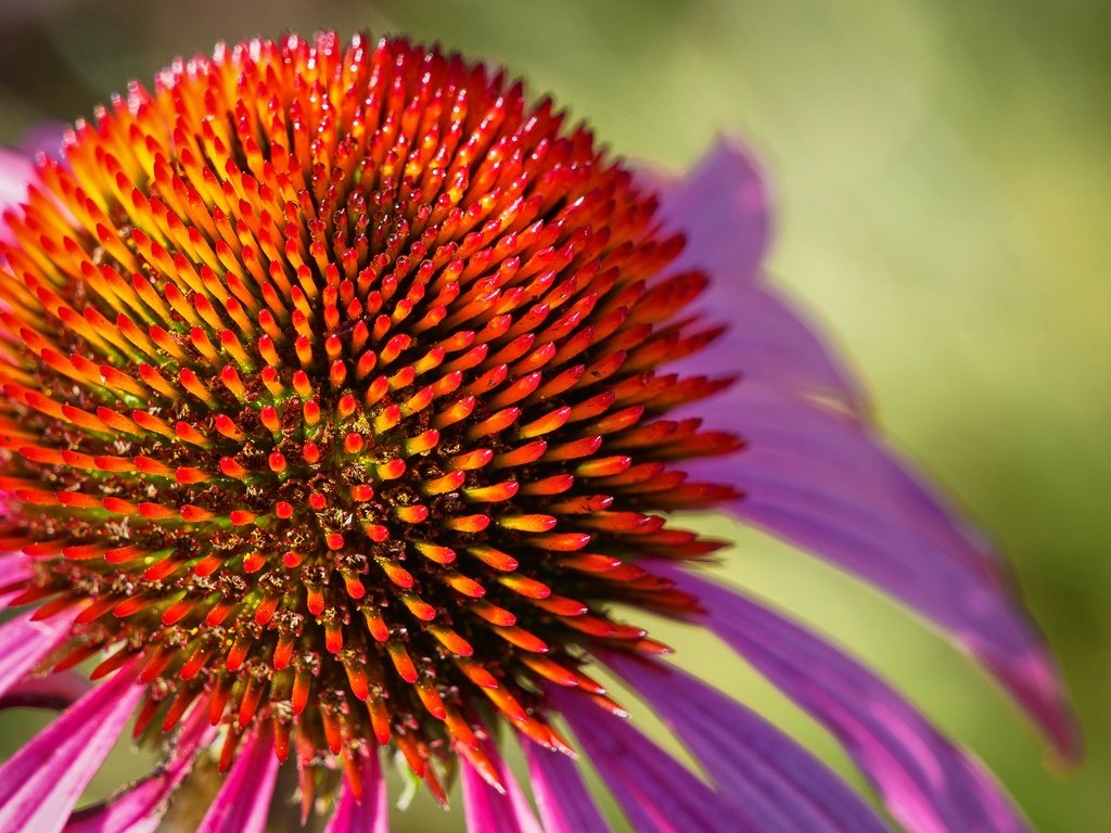 Обои макро, цветок, лепестки, эхинацея, macro, flower, petals, echinacea разрешение 2048x1365 Загрузить