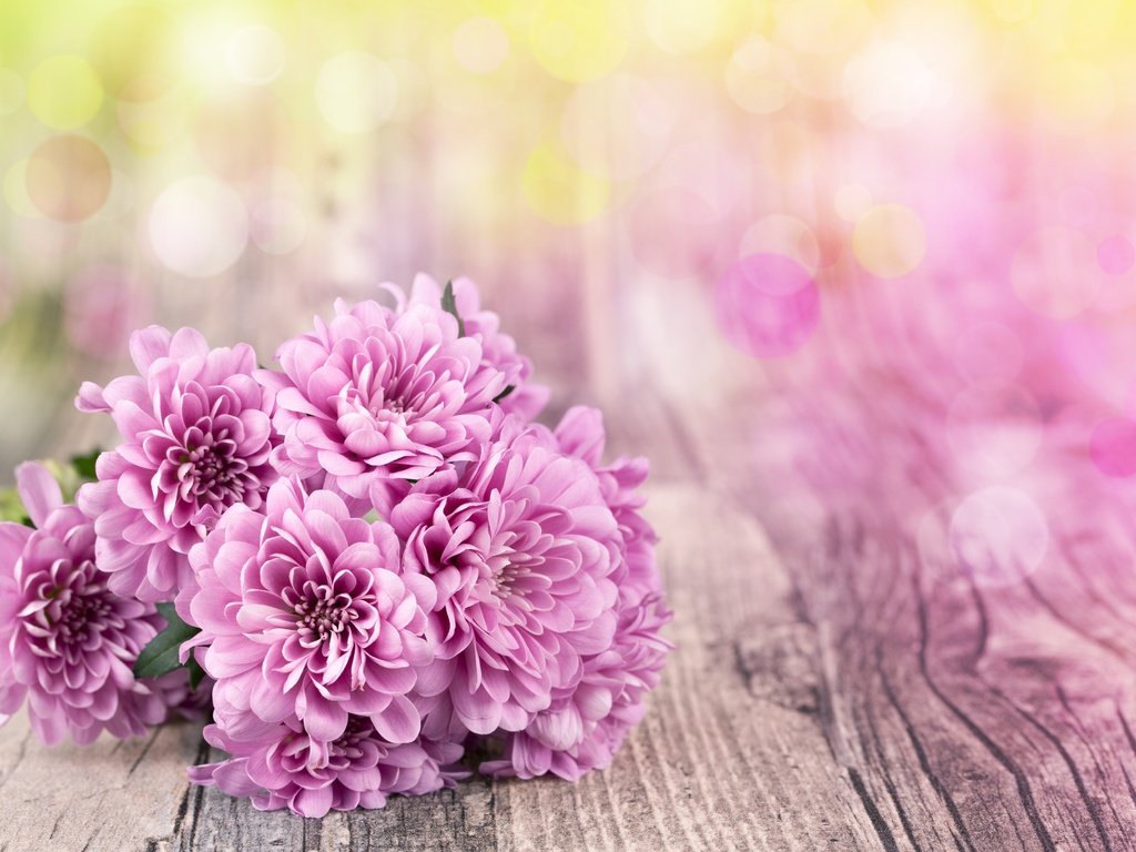 Обои цветы, хризантемы, боке, деревянная поверхность, flowers, chrysanthemum, bokeh, wooden surface разрешение 3840x2504 Загрузить