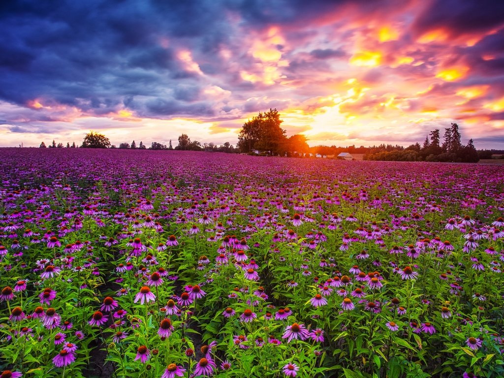 Обои небо, цветы, облака, закат, поле, эхинацея, pacific northwest, the sky, flowers, clouds, sunset, field, echinacea разрешение 2048x1367 Загрузить