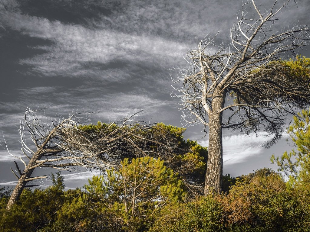 Обои небо, деревья, природа, тучи, лето, the sky, trees, nature, clouds, summer разрешение 2048x1365 Загрузить