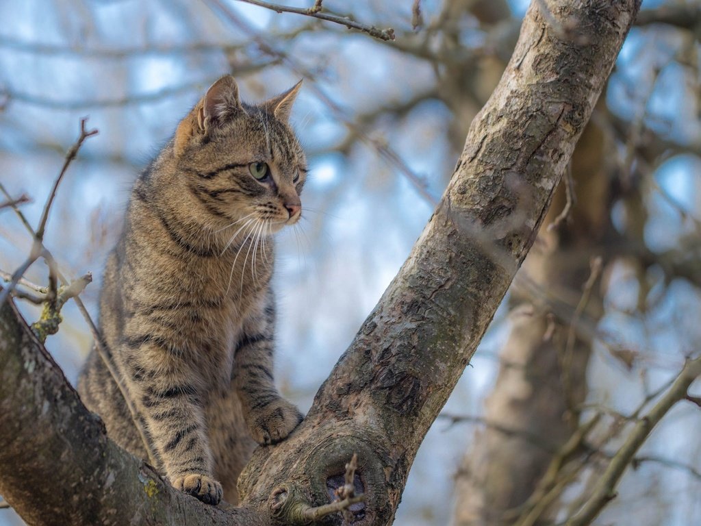 Обои дерево, кот, мордочка, усы, ветки, кошка, взгляд, tree, cat, muzzle, mustache, branches, look разрешение 2048x1280 Загрузить