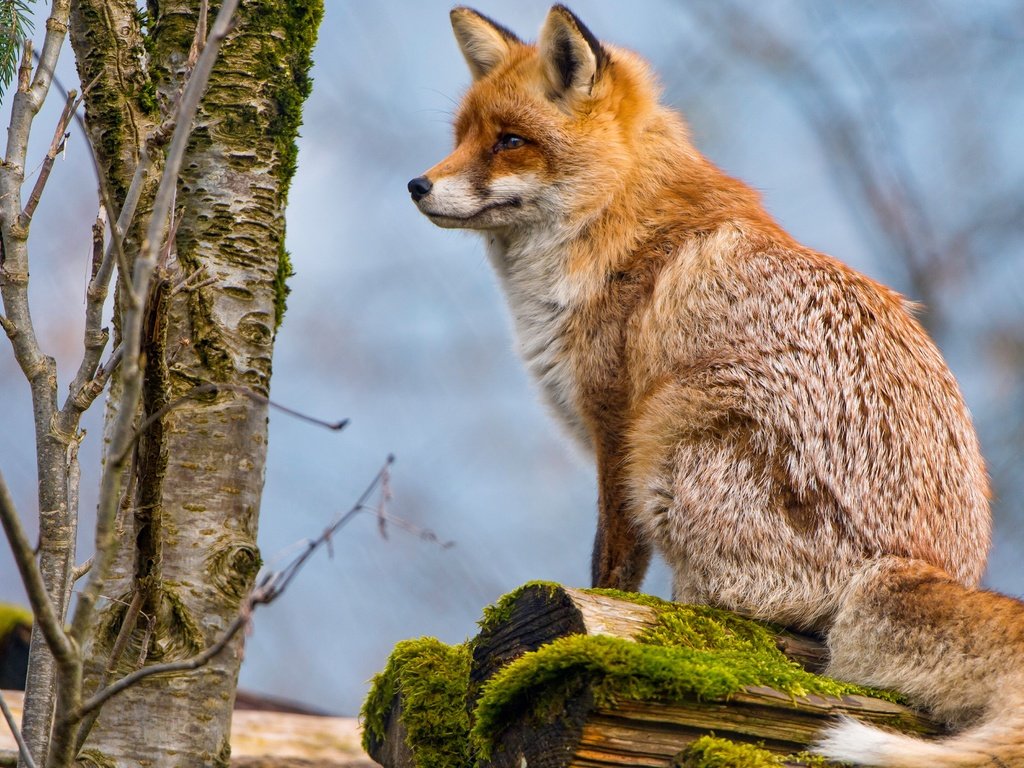 Обои дерево, животные, рыжая, лиса, профиль, мох, лисица, хвост, tree, animals, red, fox, profile, moss, tail разрешение 4829x2716 Загрузить