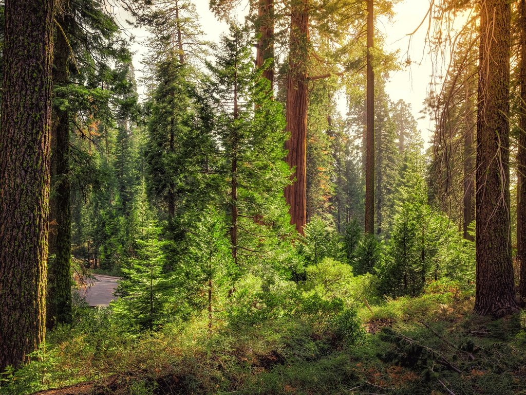 Обои дорога, деревья, лес, кусты, сша, калифорния, king's canyon national park, road, trees, forest, the bushes, usa, ca разрешение 3000x2000 Загрузить