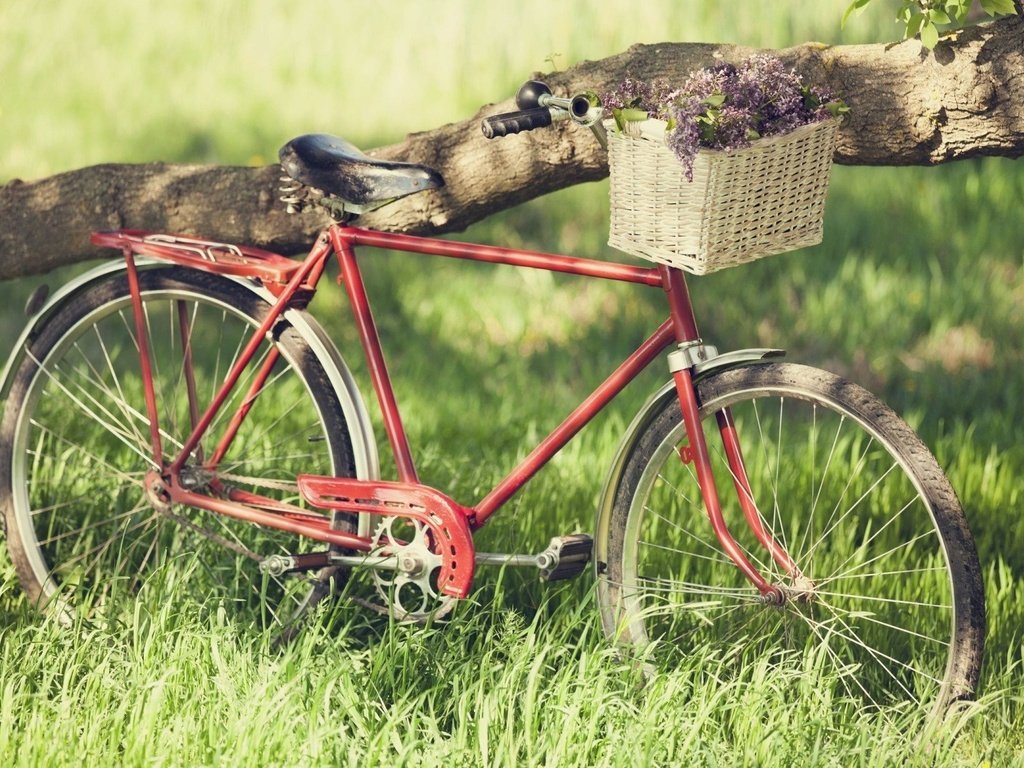 Обои корзинка с цветами, старый велосипед, a basket of flowers, old bike разрешение 1920x1200 Загрузить