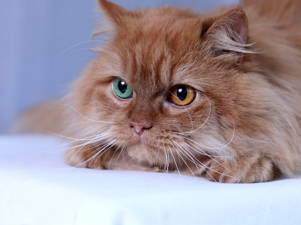 Обои глаза, кот, мордочка, кошка, взгляд, рыжая, пушистая, eyes, cat, muzzle, look, red, fluffy разрешение 1920x1280 Загрузить