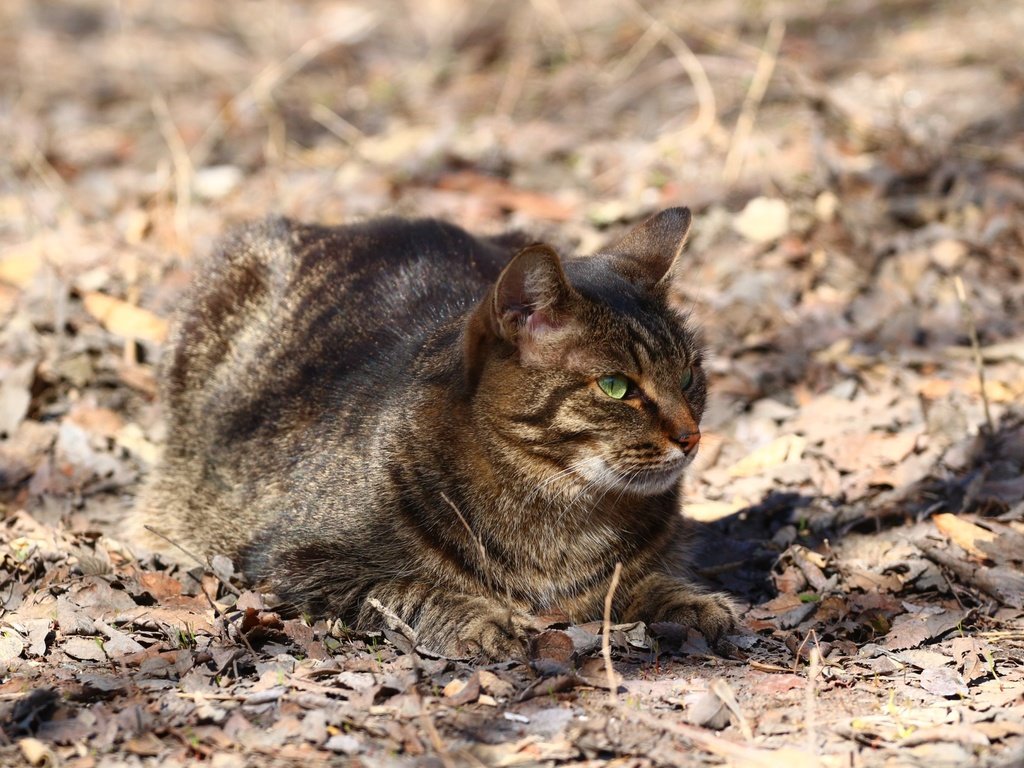 Обои кот, мордочка, усы, кошка, взгляд, сухие листья, cat, muzzle, mustache, look, dry leaves разрешение 1920x1280 Загрузить