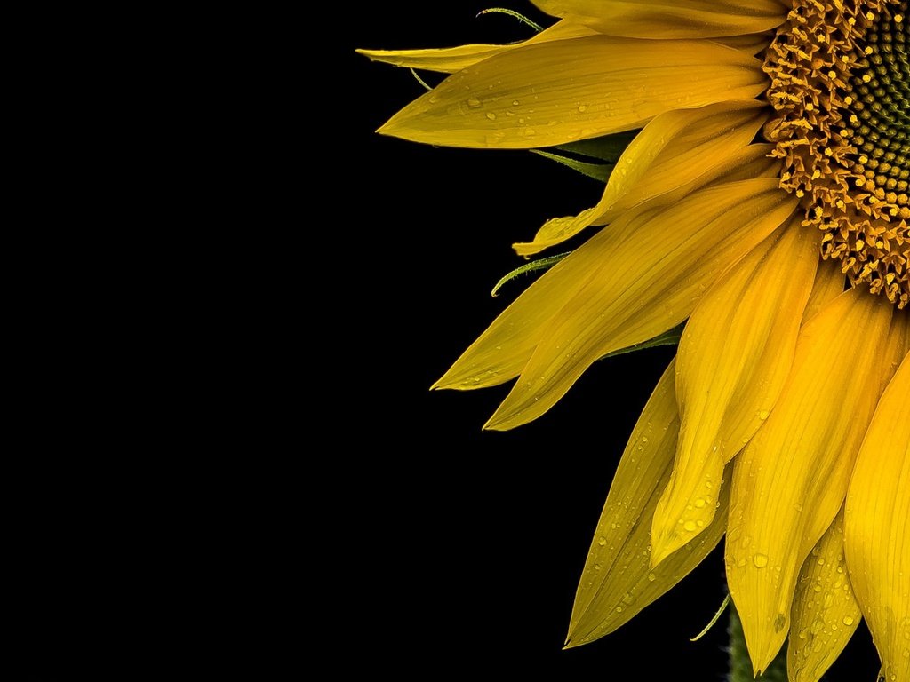 Обои желтый, макро, фон, цветок, лепестки, подсолнух, черный фон, yellow, macro, background, flower, petals, sunflower, black background разрешение 1920x1080 Загрузить