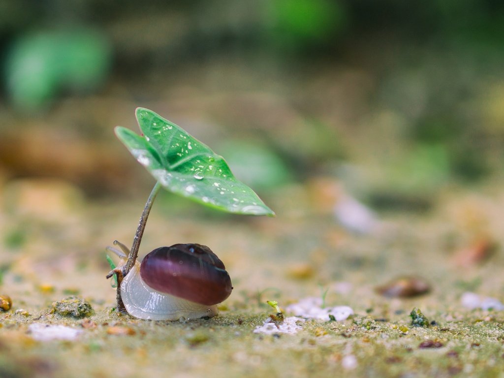 Обои природа, макро, фон, капли, лист, улитка, nature, macro, background, drops, sheet, snail разрешение 2048x1365 Загрузить