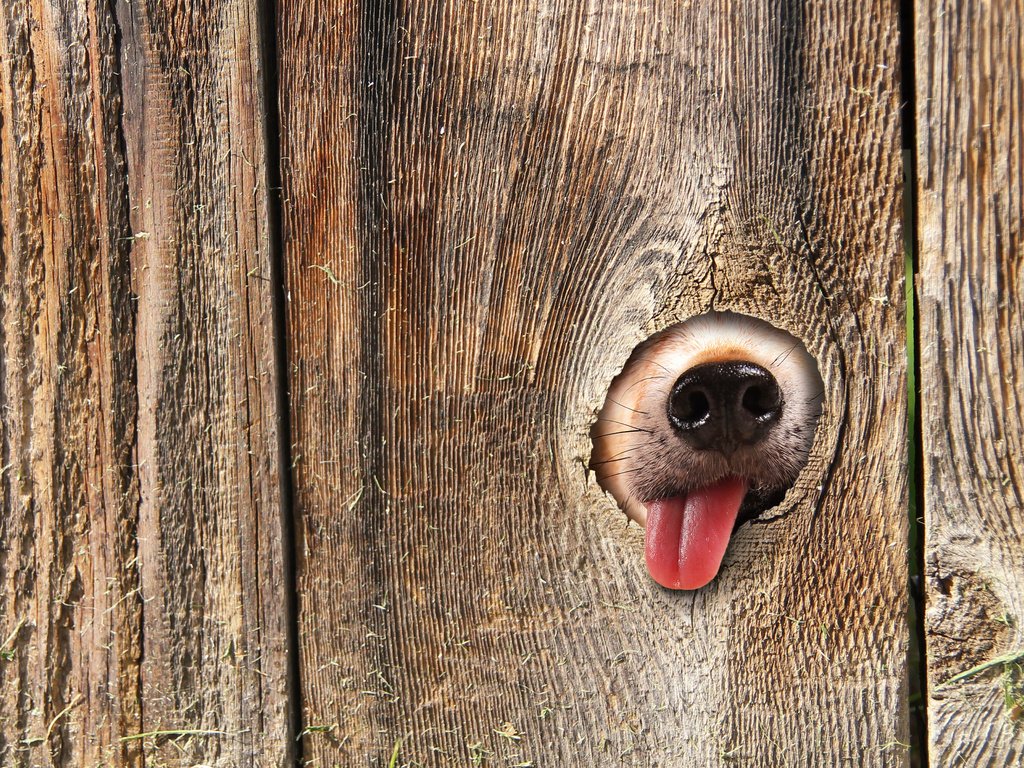 Обои макро, забор, собака, язык, нос, macro, the fence, dog, language, nose разрешение 6912x4960 Загрузить