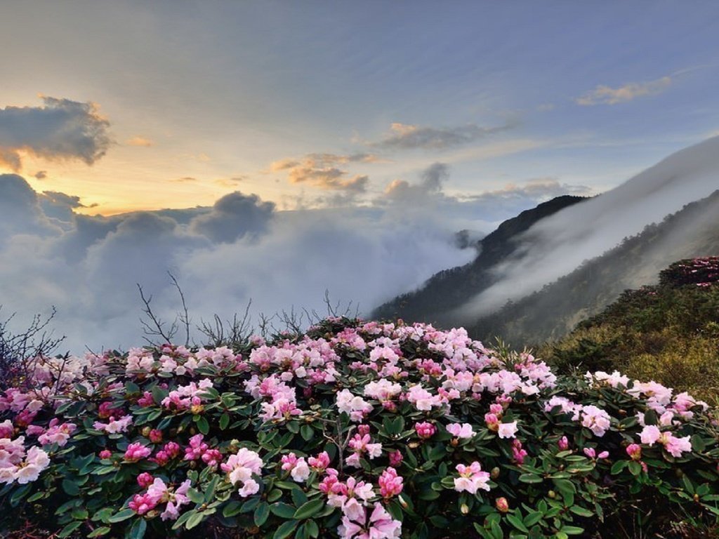 Обои небо, цветы, облака, горы, the sky, flowers, clouds, mountains разрешение 1920x1080 Загрузить