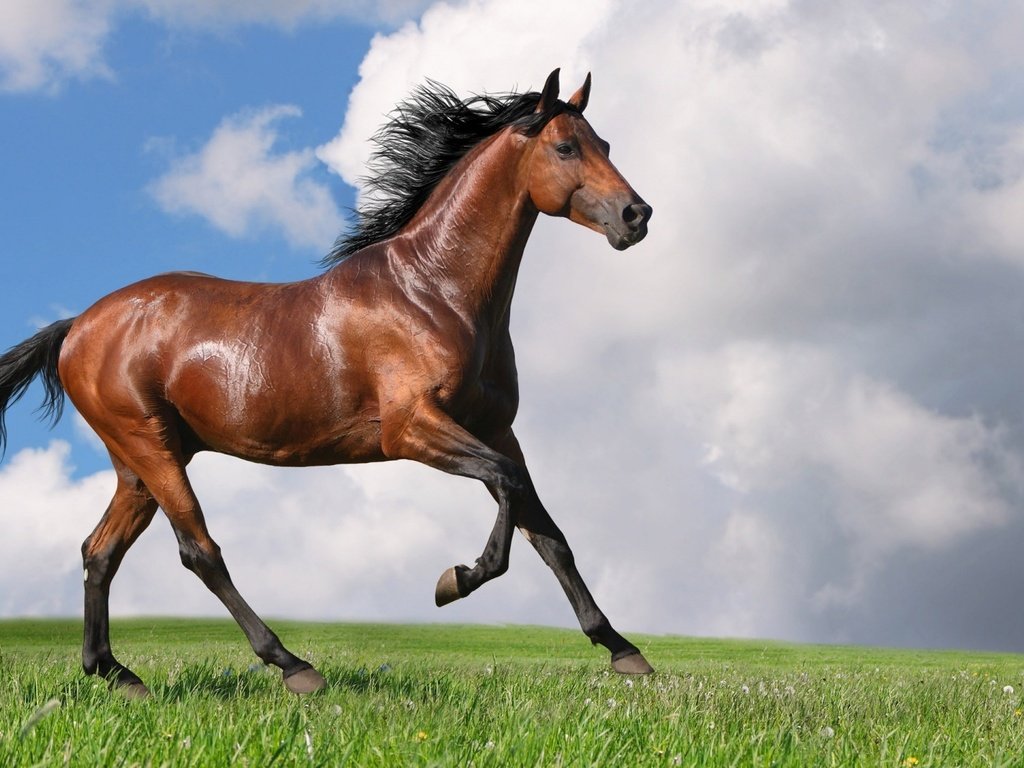 Обои небо, лошадь, трава, облака, конь, грива, хвост, the sky, horse, grass, clouds, mane, tail разрешение 1920x1080 Загрузить