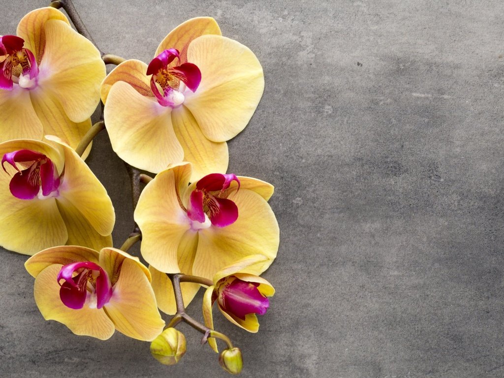 Обои цветы, ветка, фон, орхидеи, тропические цветы, flowers, branch, background, orchids, tropical flowers разрешение 2560x1600 Загрузить