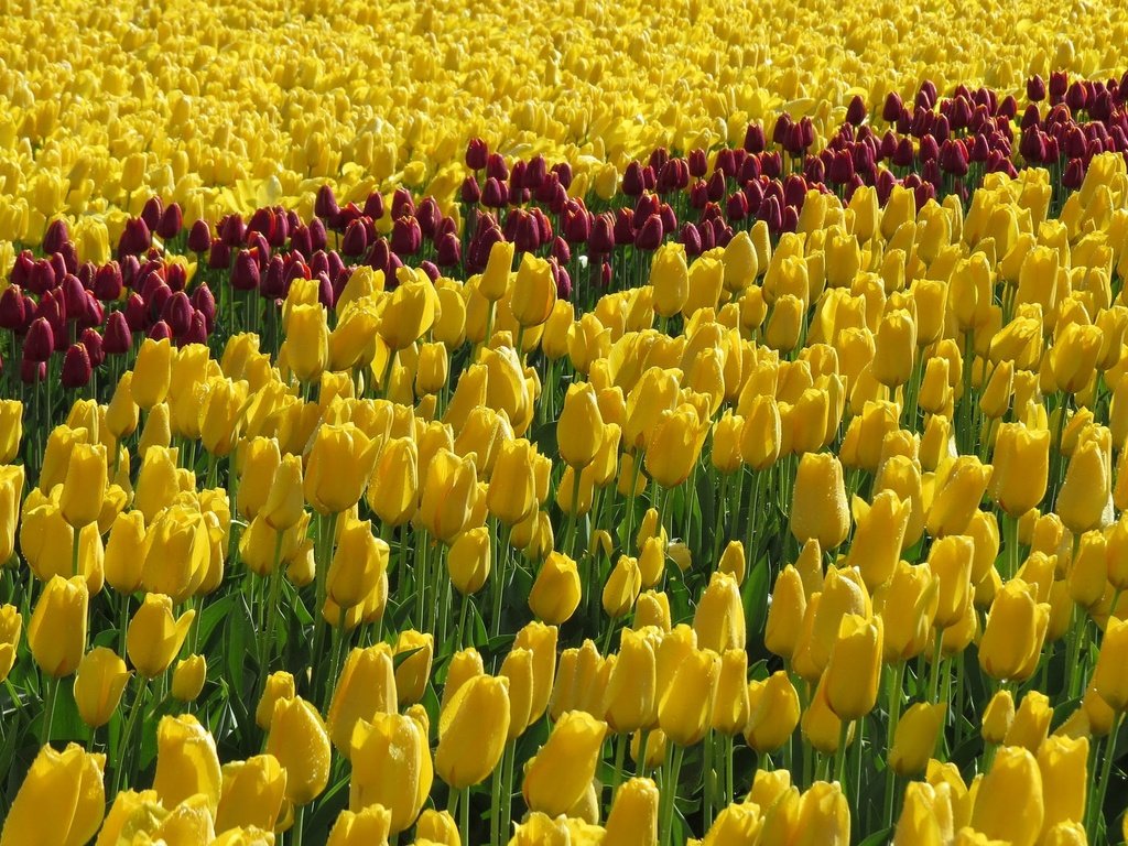 Обои цветы, поле, тюльпаны, желтые, flowers, field, tulips, yellow разрешение 2048x1151 Загрузить