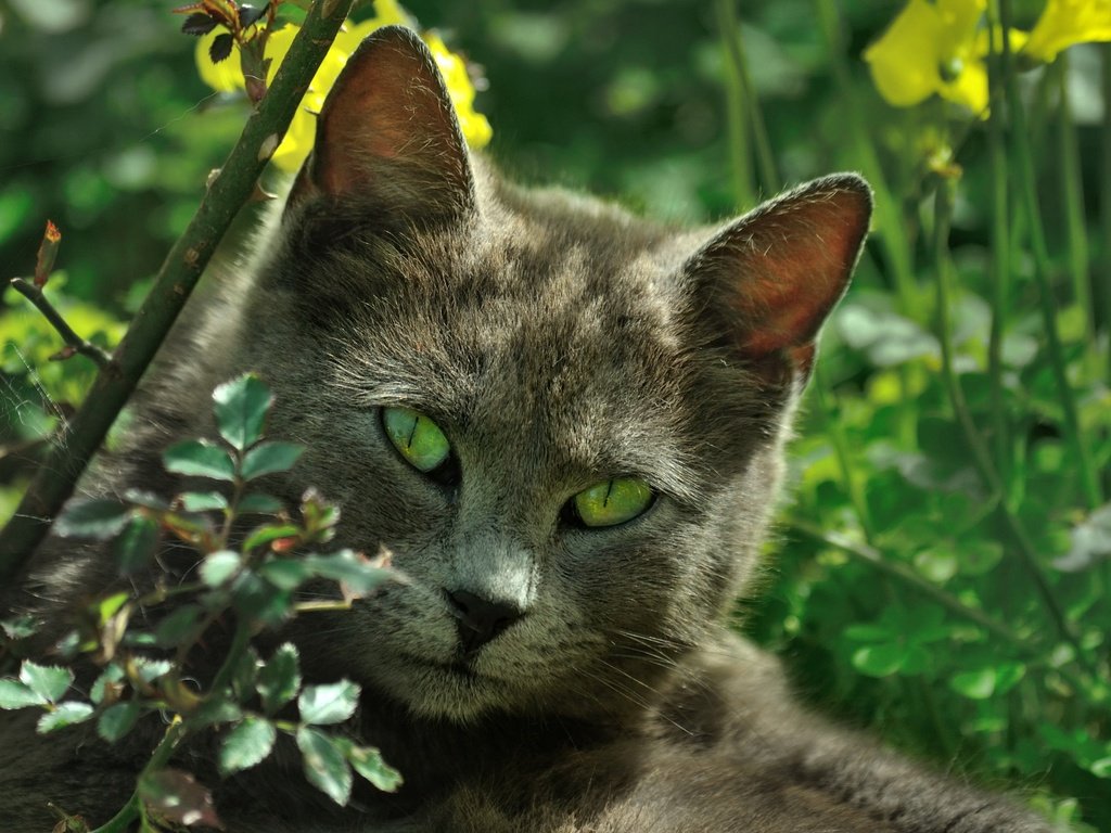 Обои природа, кот, листва, кошка, зеленые глаза, nature, cat, foliage, green eyes разрешение 2314x1537 Загрузить