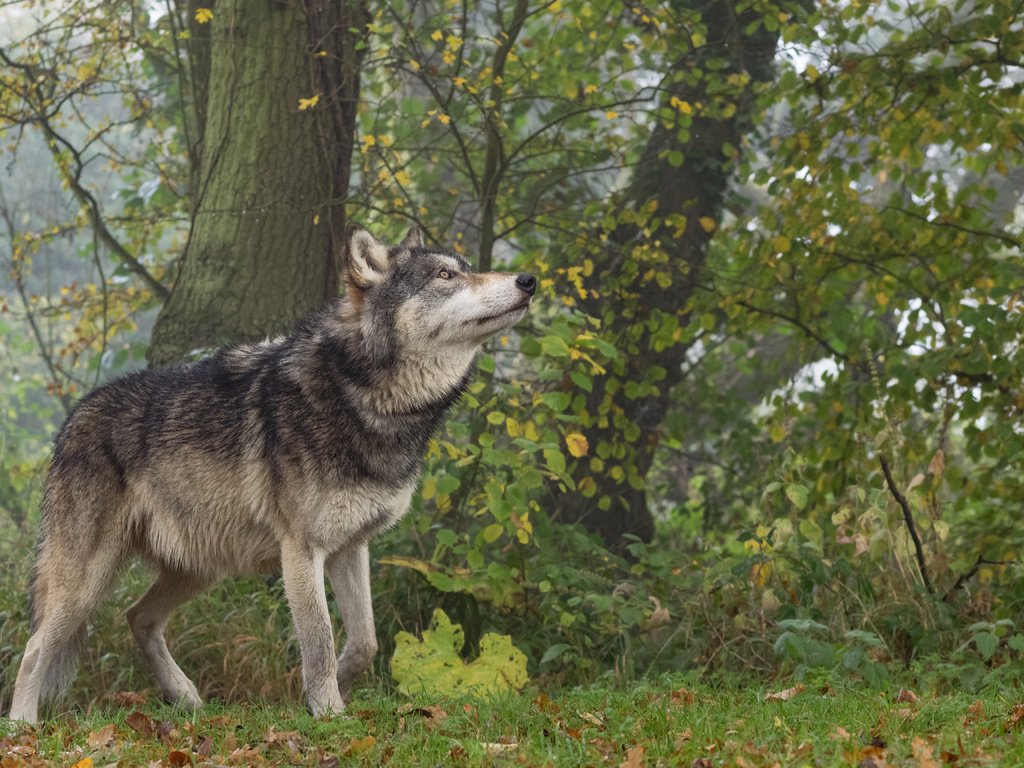 Обои природа, лес, животное, волк, nature, forest, animal, wolf разрешение 4608x3456 Загрузить