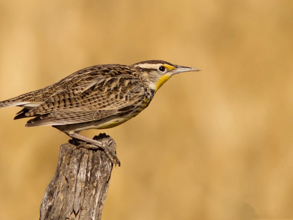 Обои птица, клюв, перья, хвост, луговой трупиал, bird, beak, feathers, tail, meadow trupial разрешение 2048x1152 Загрузить